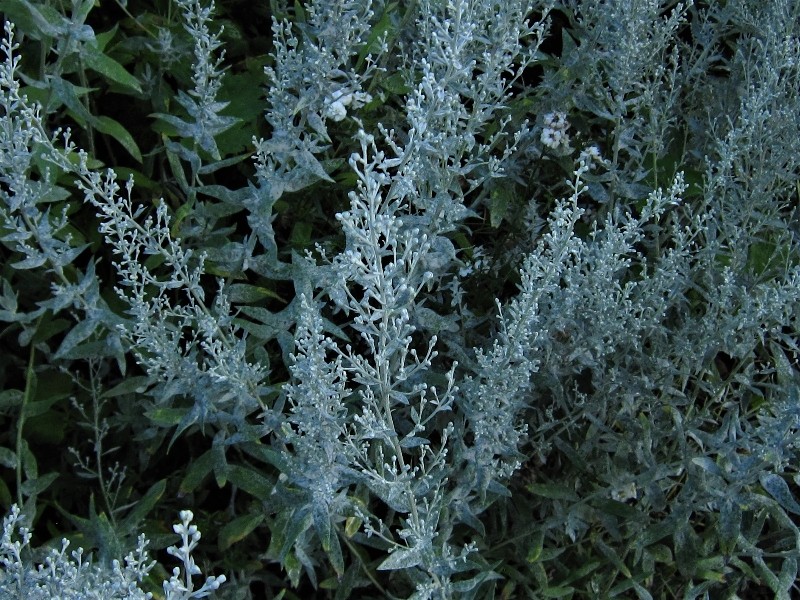artemisia-filifolia-a31