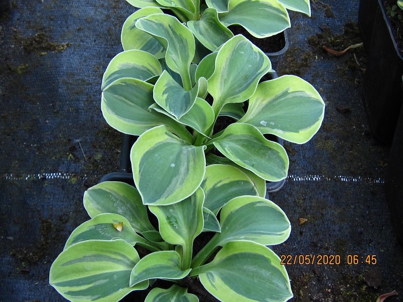 hosta-frosted-mouse-ears-h248
