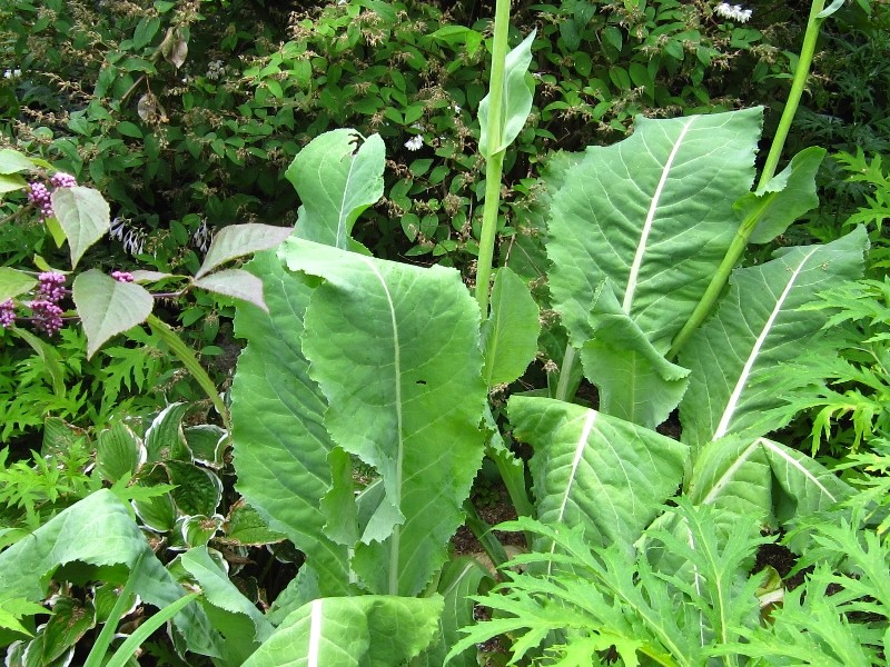 ligularia-macrophylla-l08