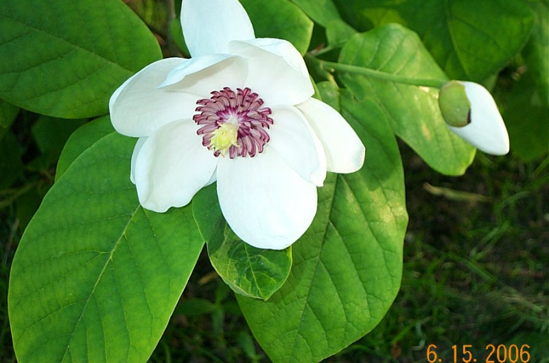 magnolia-sieboldii-m40