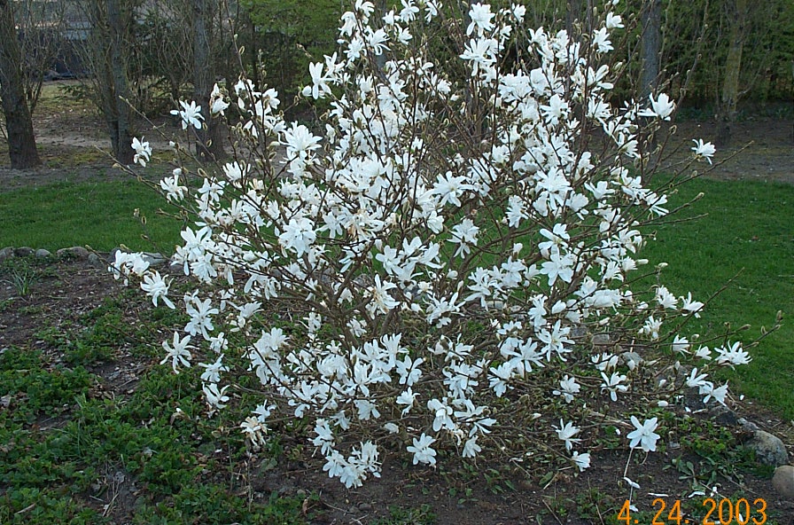 magnolia stellata M13