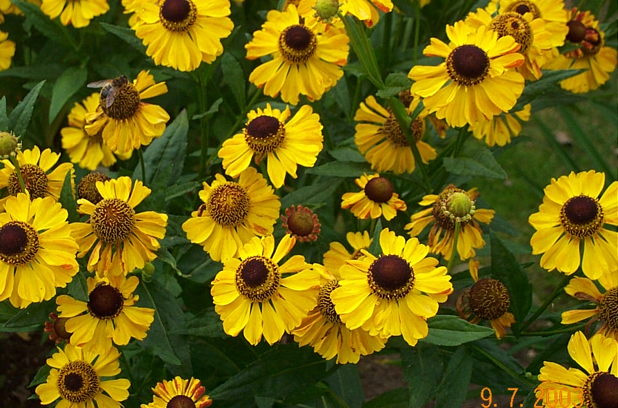 heleniums autumnale ralgold H56
